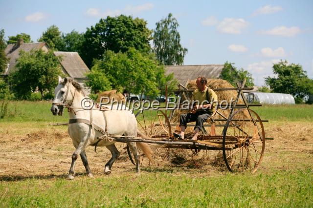 lituanie kaunas 3.JPG - Cheval attelé pour la fenaison, agriculture traditionnelleLituanie
